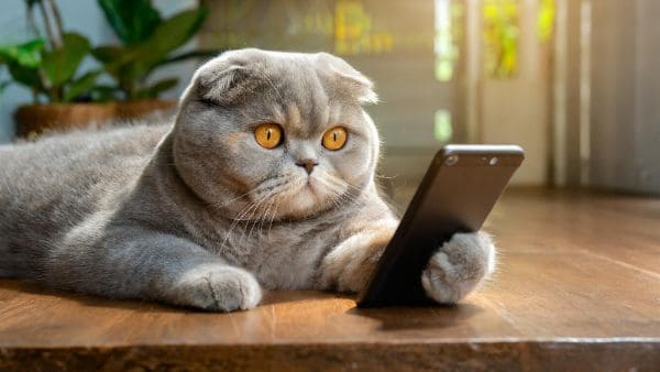 Graue Katze mit großen bernsteinfarbenen Augen liegt auf einem Holztisch und betrachtet konzentriert ein Smartphone. Das humorvolle Bild symbolisiert neugierige Nutzung digitaler Technologien und mobiles Lernen im Alltag.